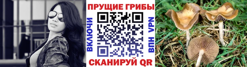 где можно купить наркотик  Челябинск  Галлюциногенные грибы Psilocybine cubensis 